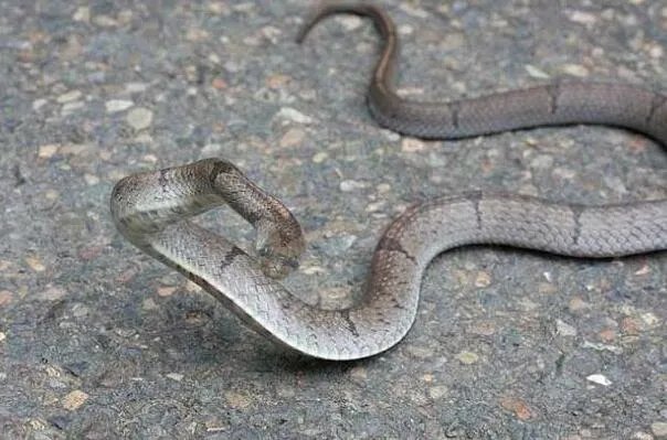 国内十大常见的无毒蛇 乌梢蛇上榜,第一性格好