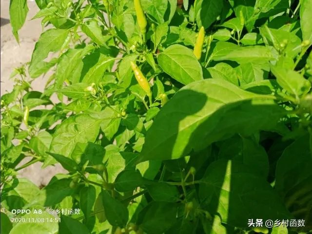 朝天椒如何种？