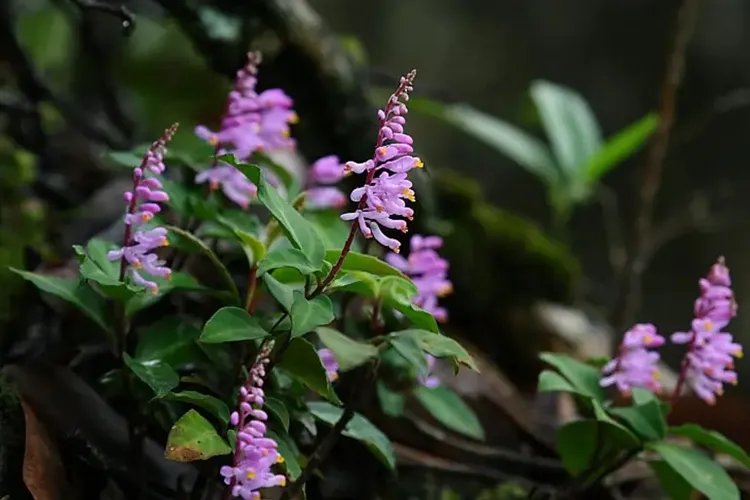 远志图片大全高清图片