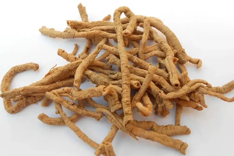 远志图片大全高清图片