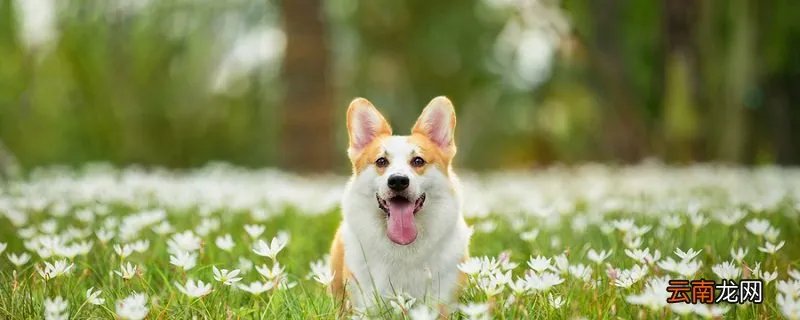 锤系血统是什么意思 锤系血统什么意思