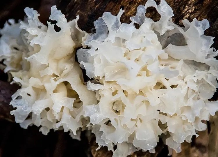 银耳的功效与作用