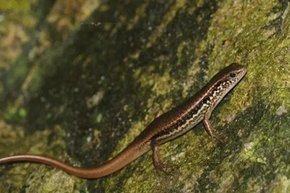 中华石龙子是几级保护动物 中华石龙子可以养吗