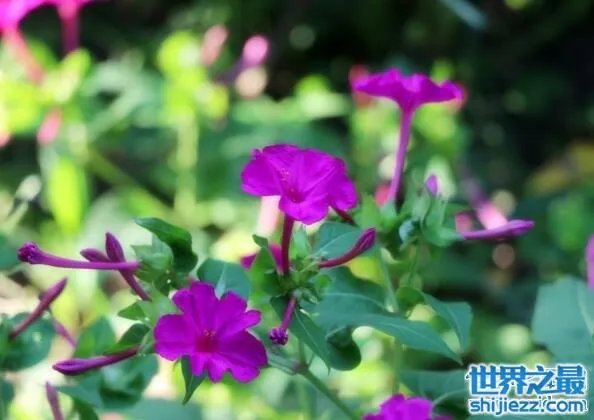 夏天家里放一物绝对没蚊子，还能装饰房间(一举两得) 