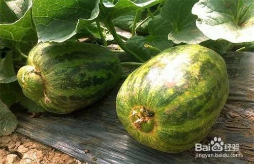 甜瓜黄叶图片及防治