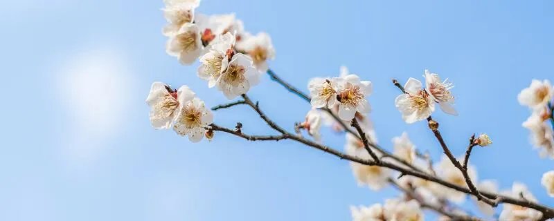 孤芳自赏的意思