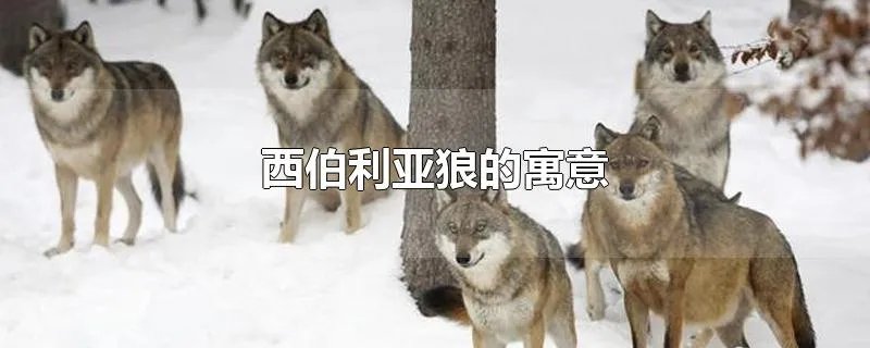 西伯利亚狼的寓意