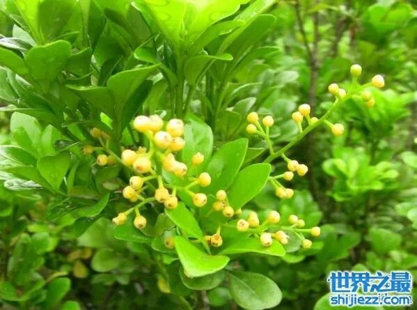 夏天家里放一物绝对没蚊子，还能装饰房间(一举两得) 