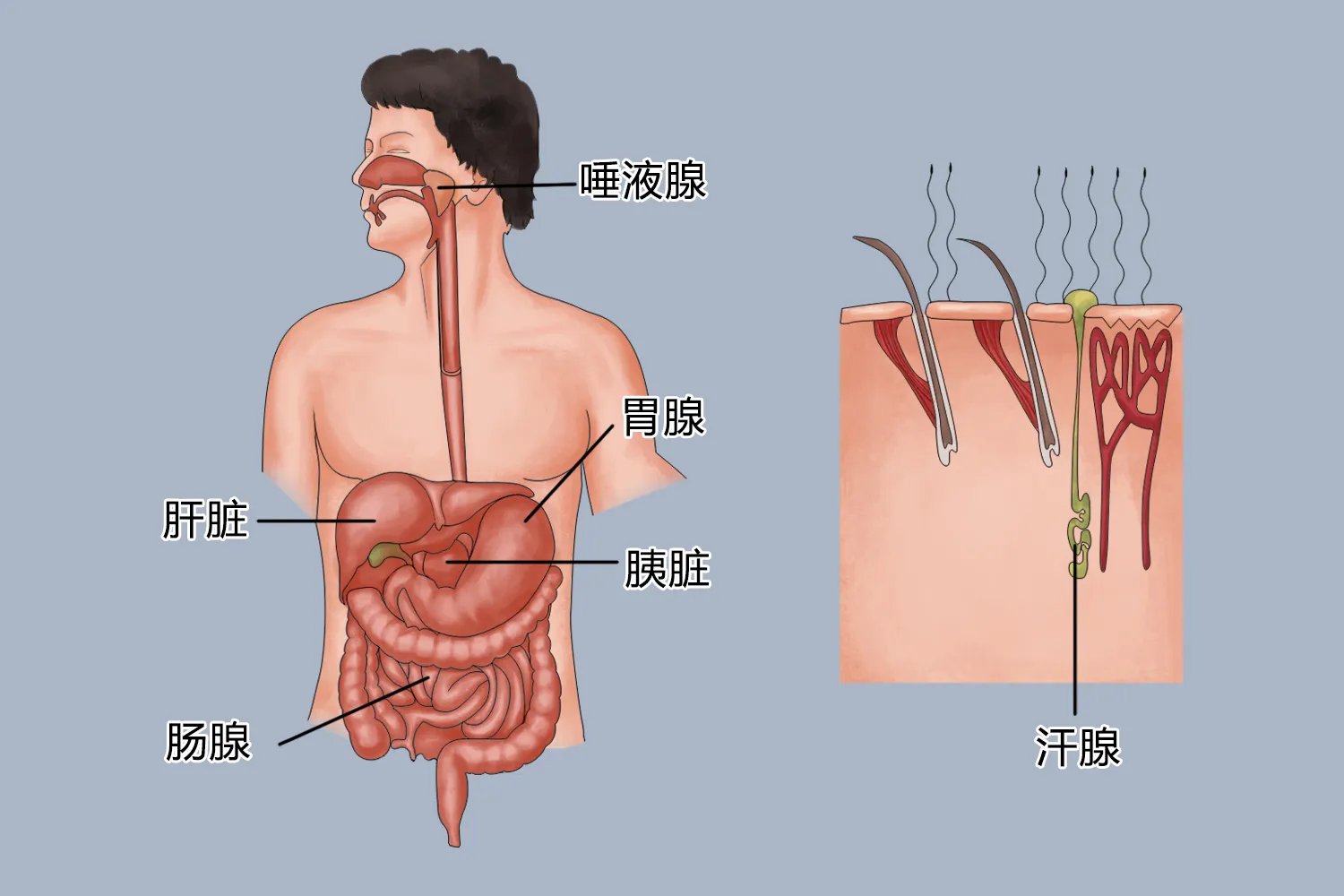 腺体是什么图片