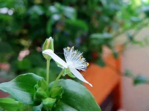 绿萝花的作用绝对令你大吃一惊 绿萝怎么养才能更旺盛