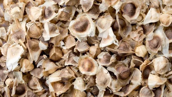 辣木籽的功效与作用及禁忌