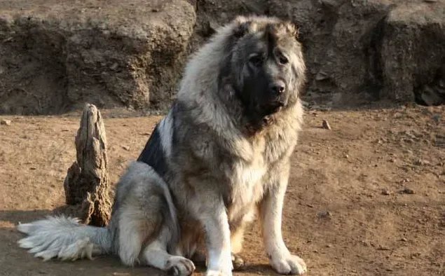 世界十大斗犬排名 第一最强悍凶猛看着都怕