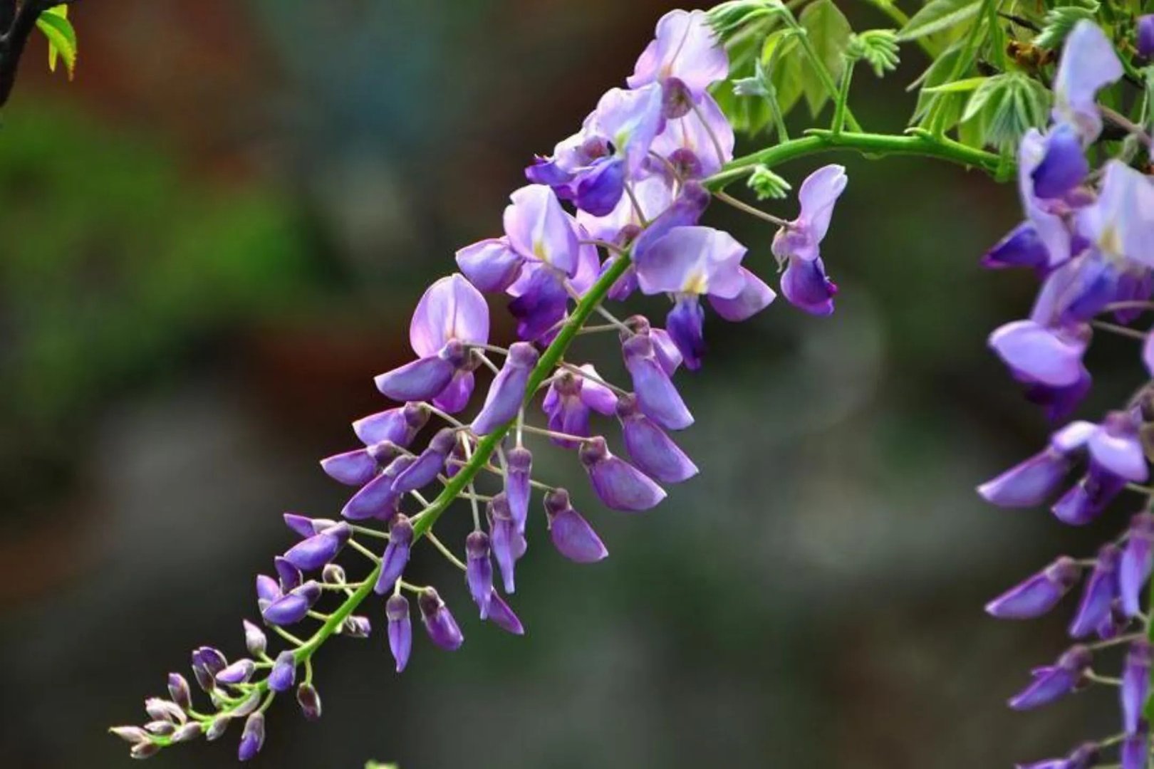 葛花图片及作用与功效