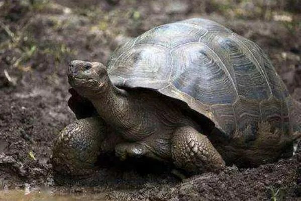 十大寿命最长的动物排名 格陵兰睡鲨上榜，第一可以“长生不老”