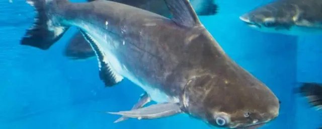 成吉思汗鱼该怎么养 成吉思汗鱼的饲养方法