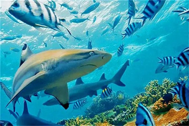 世界上最大墓地是哪个 和平谷（五百多万人长眠于此） 