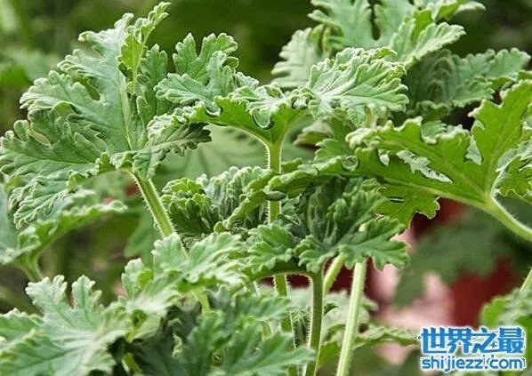 夏天家里放一物绝对没蚊子，还能装饰房间(一举两得) 