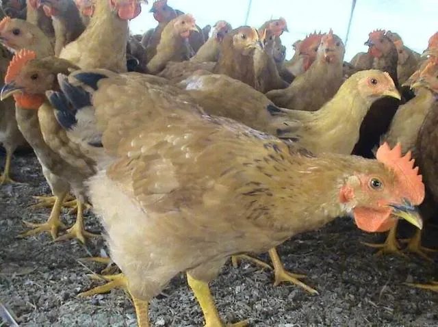 无抗养殖怎么做?