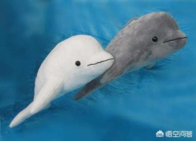 白鱀豚是怎样灭绝的