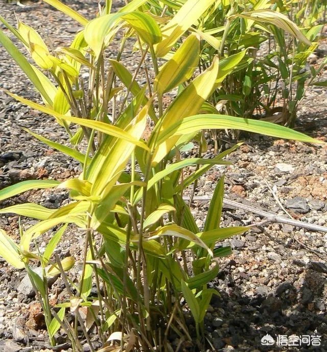 竹子是草还是树，为什么？