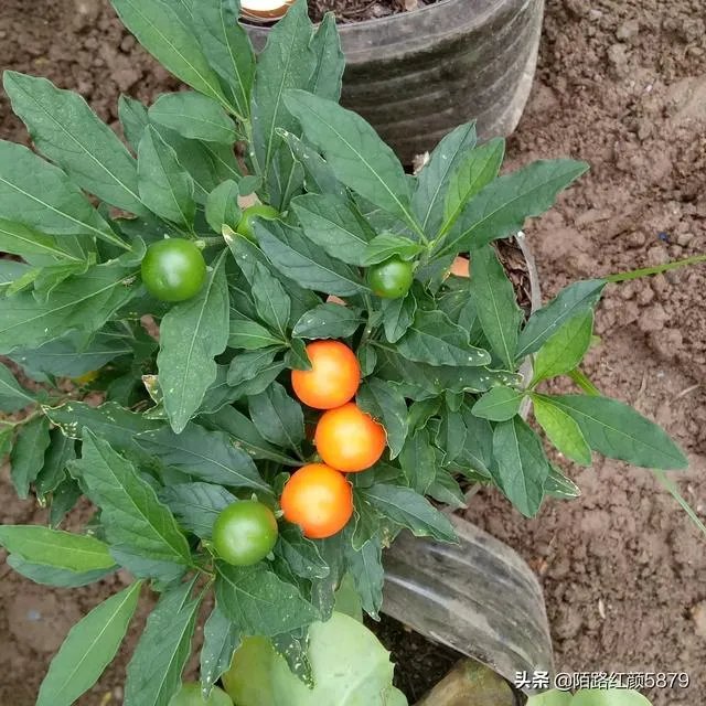 世界上最贵的东西都有哪些？