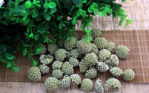 绿萝花的作用绝对令你大吃一惊 绿萝怎么养才能更旺盛