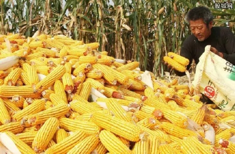 玉米价格最新行情 今日玉米价格多少钱一斤
