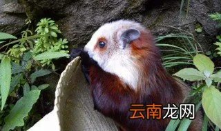 寒号鸟是种什么动物 寒号鸟主要分布在哪