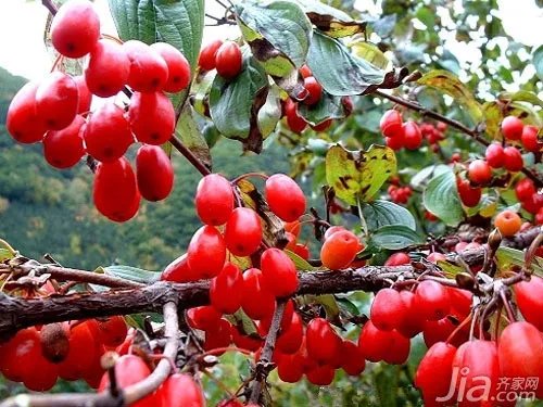 山茱萸介绍  山茱萸图片