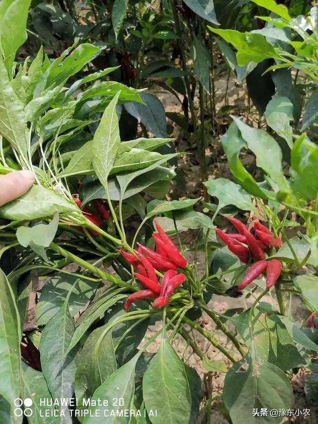 朝天椒如何种？