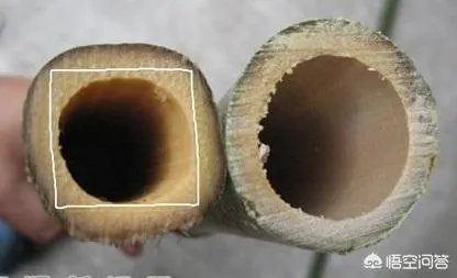 竹子是草还是树，为什么？