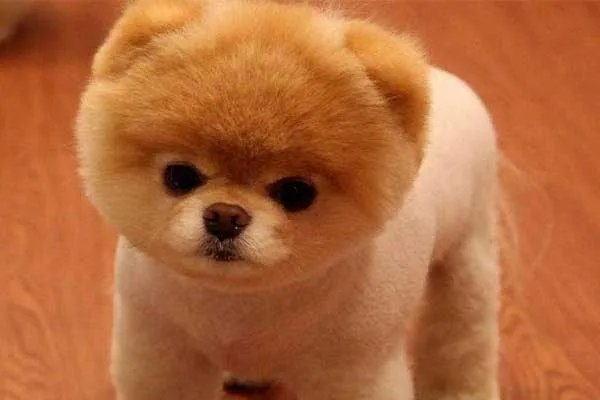 世界十大最小的狗 最小吉娃娃体重仅有1公斤左右