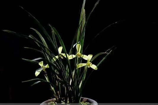 兰叶春葳蕤 桂华秋皎洁使用什么手法？