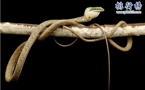 世界十大最毒的动物排行榜:疟蚊第3 第1能毒死两万只老鼠