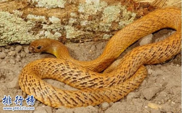 世界十大最毒的动物排行榜:疟蚊第3 第1能毒死两万只老鼠