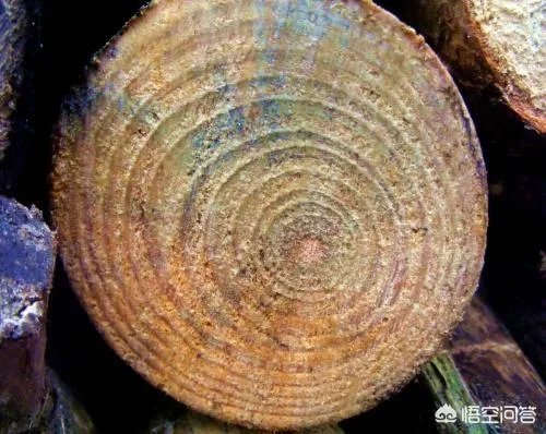 竹子是草还是树，为什么？