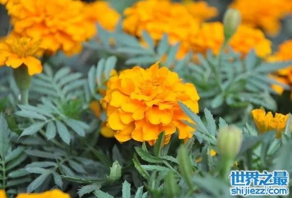 夏天家里放一物绝对没蚊子，还能装饰房间(一举两得) 