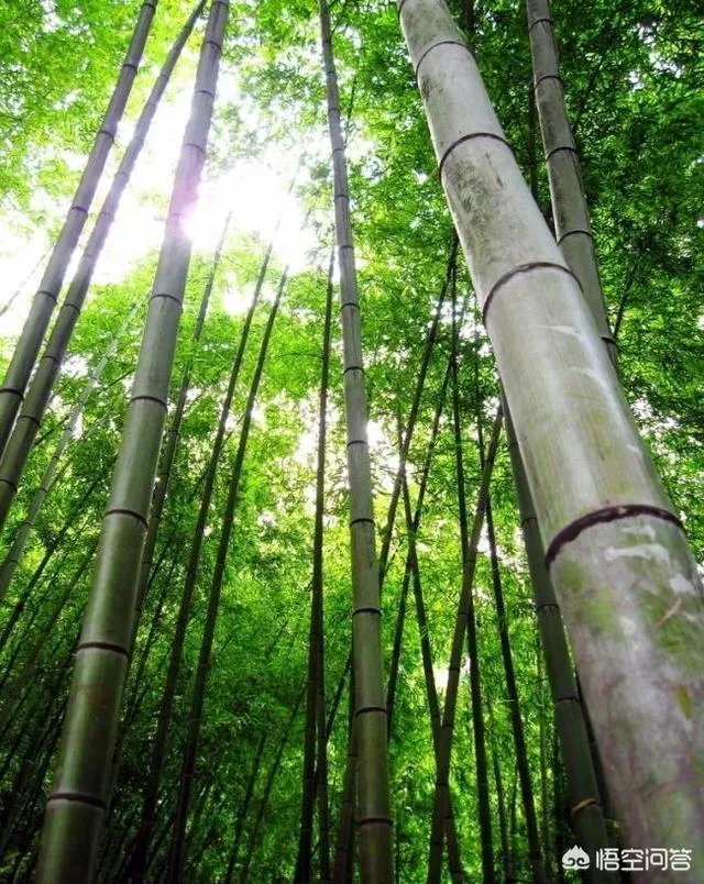竹子是草还是树，为什么？