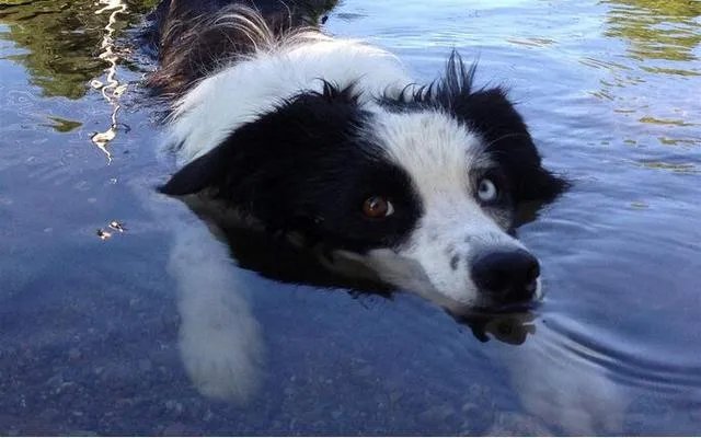 边牧的各地市场价格如何？