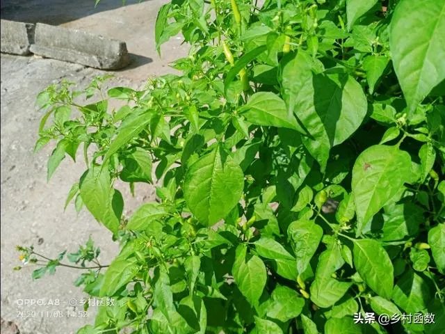 朝天椒如何种？