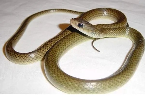国内十大常见的无毒蛇 乌梢蛇上榜,第一性格好