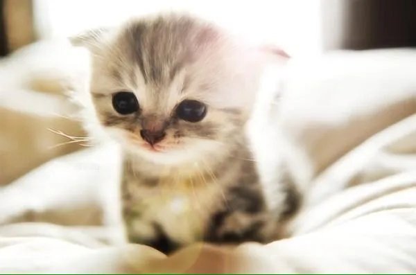 大家有没有小猫咪的图片？