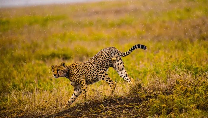 非洲大草原有哪些动物 非洲大草原有什么动物