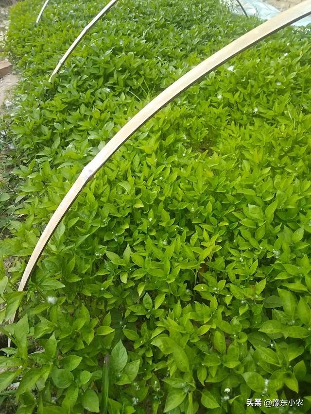 朝天椒如何种？