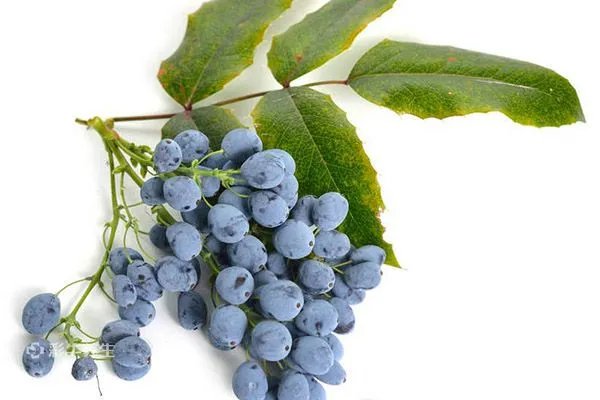 十大功劳的功效与作用