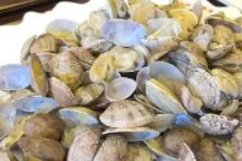 蛤蜊的功效与作用