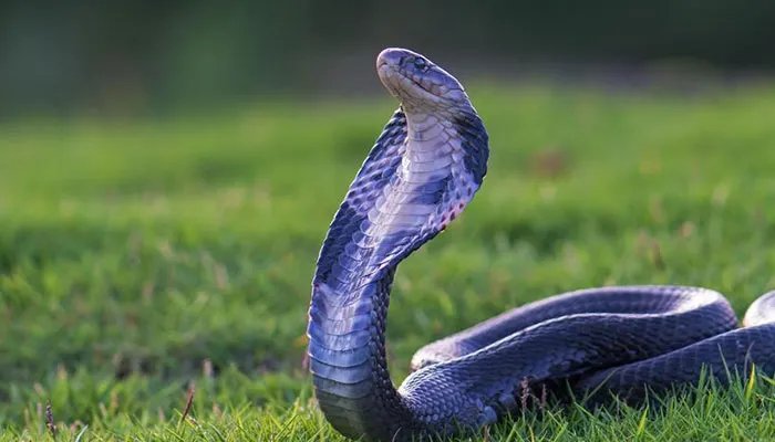 蛇怕什么 蛇怕什么东西