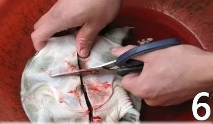 杀甲鱼(王八)正确杀法怎么杀，甲鱼怎么吃？