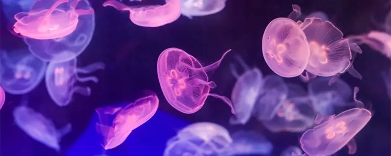 什么是腔肠动物