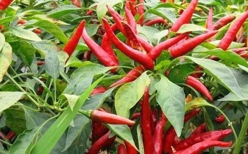 朝天椒如何种？